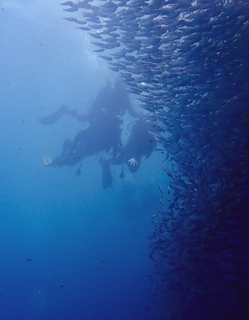 MoalBoal Dive Bar Pro Training Center 宿霧墨寶潛吧潛水中心